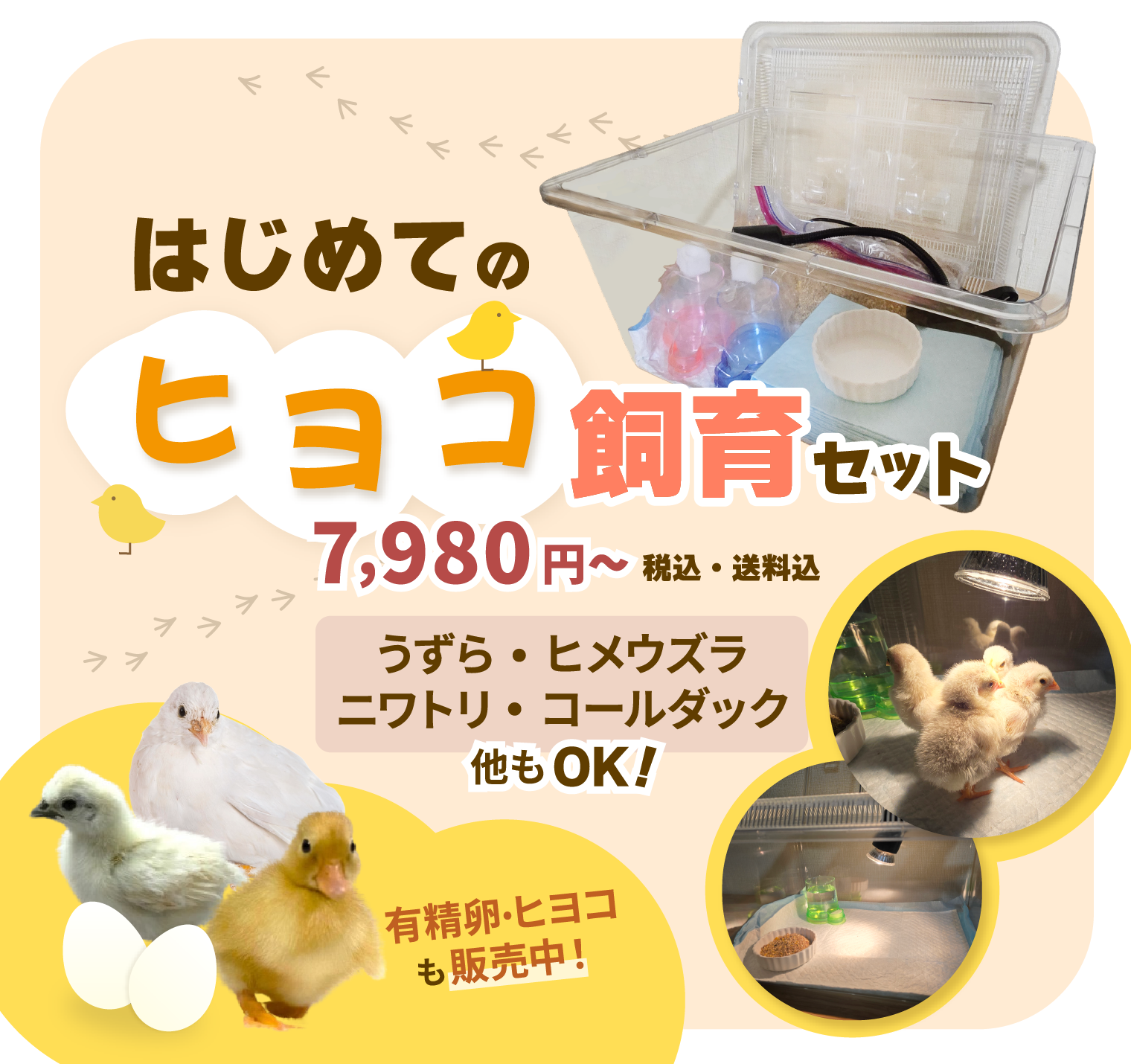 はじめてのヒヨコ飼育セット。うずら・ヒメウズラ・ニワトリ・コールダック、他もOK!有精卵・ヒヨコも販売中！