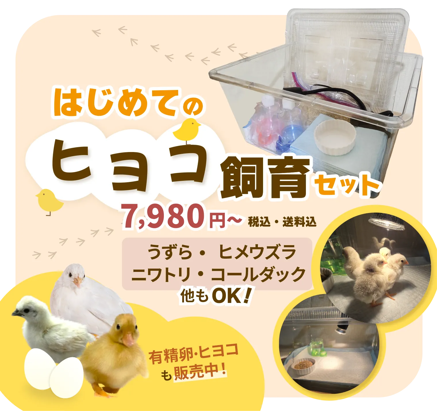 はじめてのヒヨコ飼育セット。うずら・ヒメウズラ・ニワトリ・コールダック、他もOK!有精卵・ヒヨコも販売中！