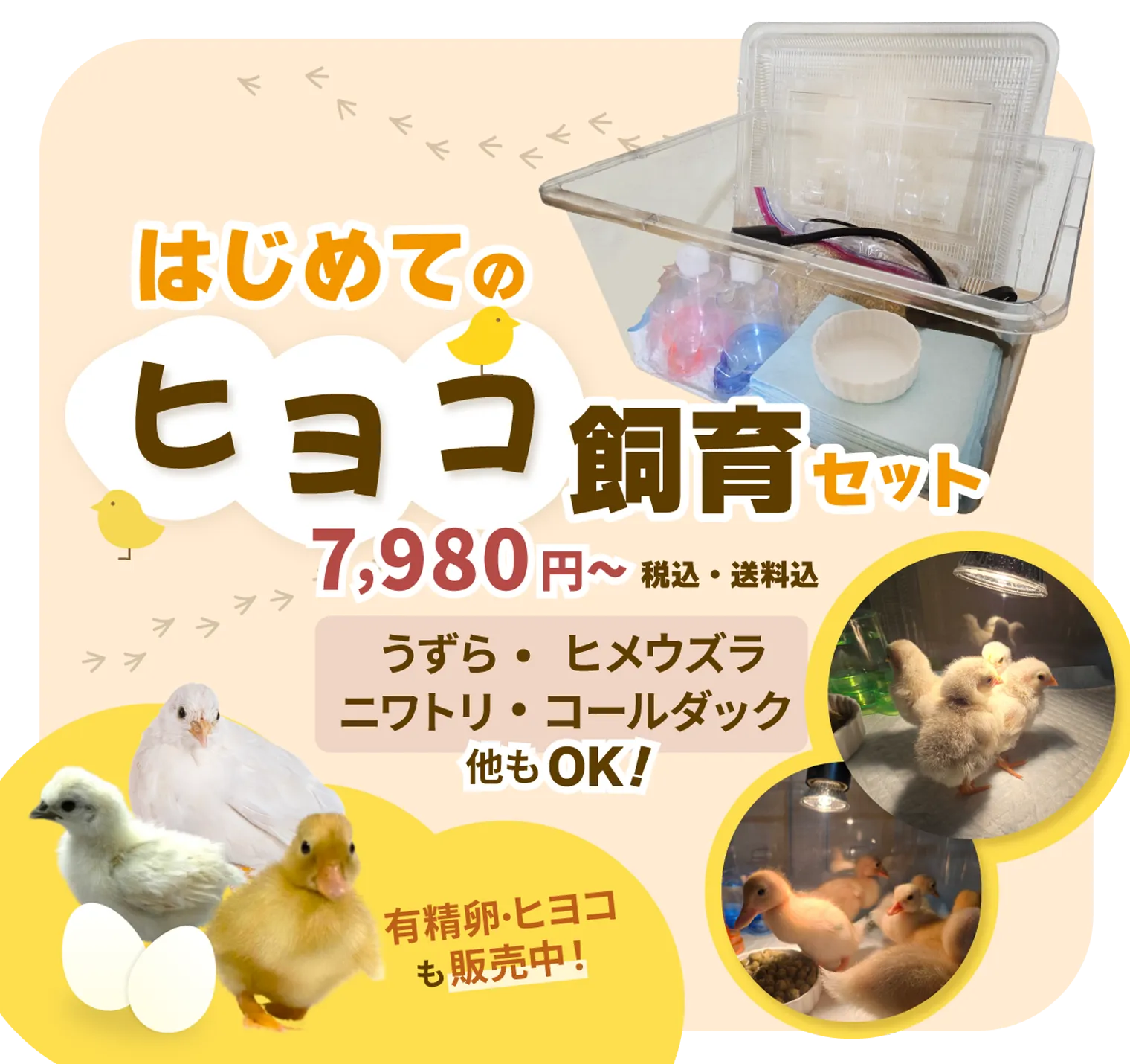 はじめてのヒヨコ飼育セット。うずら・ヒメウズラ・ニワトリ・コールダック、他もOK!有精卵・ヒヨコも販売中！
