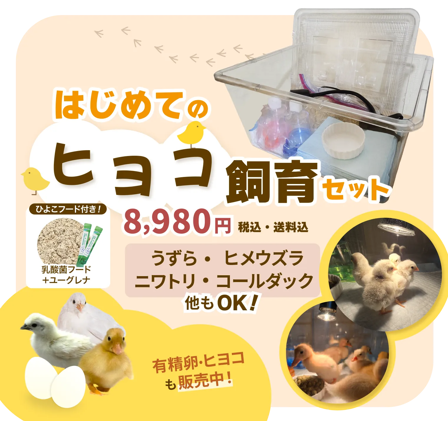 はじめてのヒヨコ飼育セット。うずら・ヒメウズラ・ニワトリ・コールダック、他もOK!有精卵・ヒヨコも販売中！