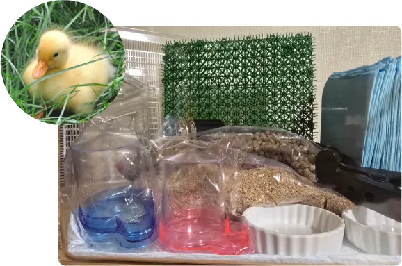 コールダック・アヒルのヒヨコ飼育セット