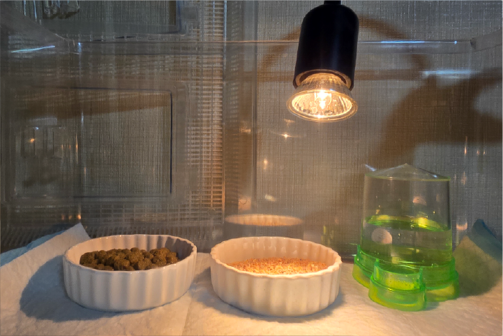 コールダック・アヒルのヒヨコ飼育セット