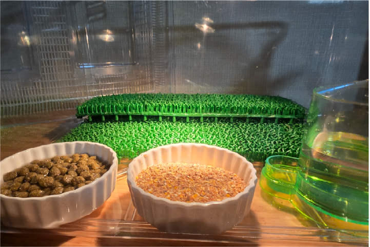 コールダック・アヒルのヒヨコ飼育セット