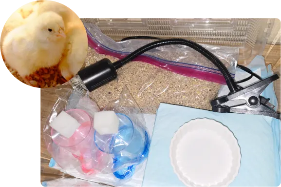 ニワトリのヒヨコ飼育セット