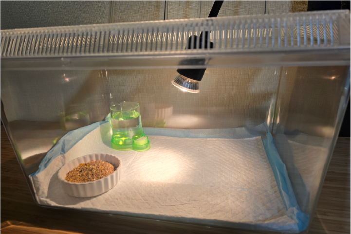 ニワトリのヒヨコ飼育セット