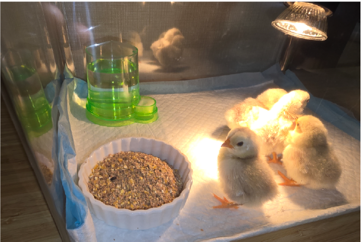 ニワトリのヒヨコ飼育セット