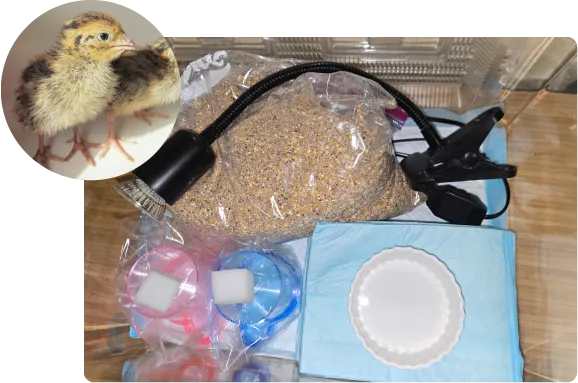 ヒメウズラ・うずらのヒヨコ飼育セット