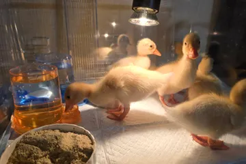 コールダック・アヒルのヒヨコ飼育セット