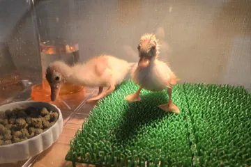 コールダック・アヒルのヒヨコ飼育セット