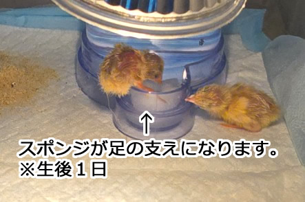 ニワトリのヒヨコ飼育セット