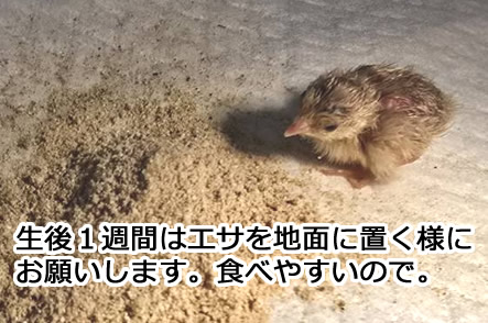 ニワトリのヒヨコ飼育セット