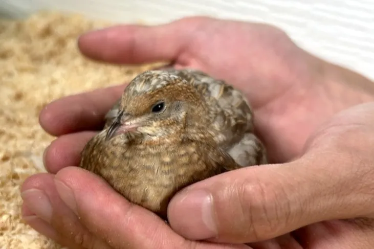 ヒメウズラのひよこ1