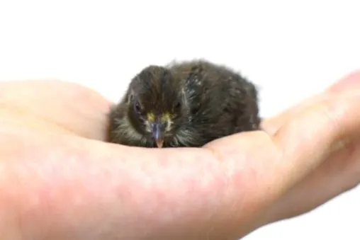 ヒメウズラのひよこ4