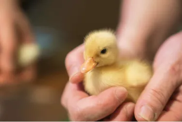 コールダックのひよこ2