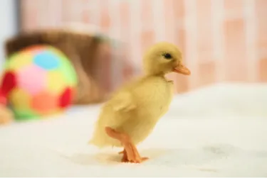 コールダックのひよこ3