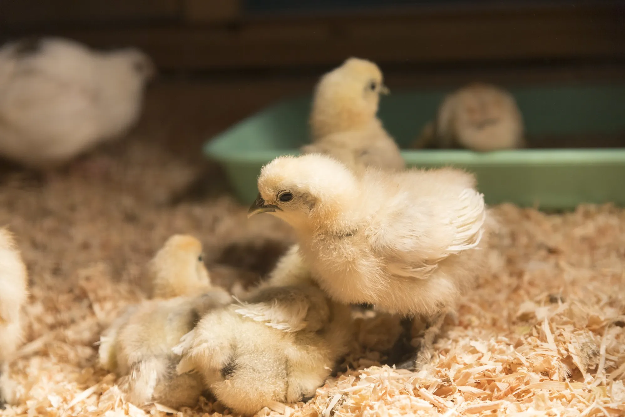 ウコッケイのひよこ1