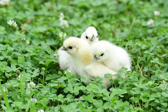 ウコッケイのひよこ2