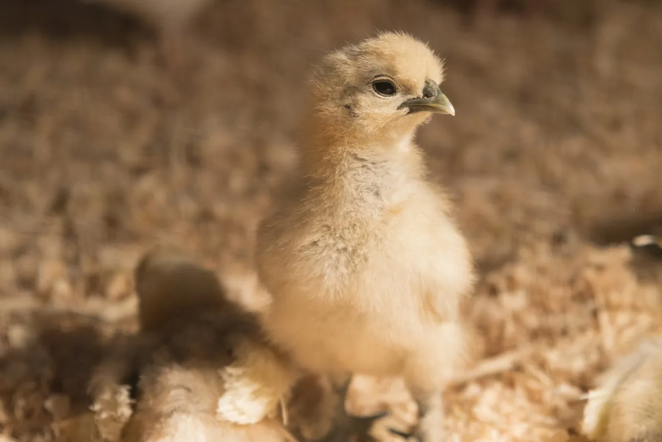 ウコッケイのひよこ3