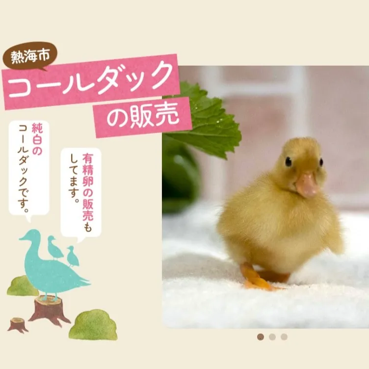 ひよこ・孵化用の有精卵の販売
