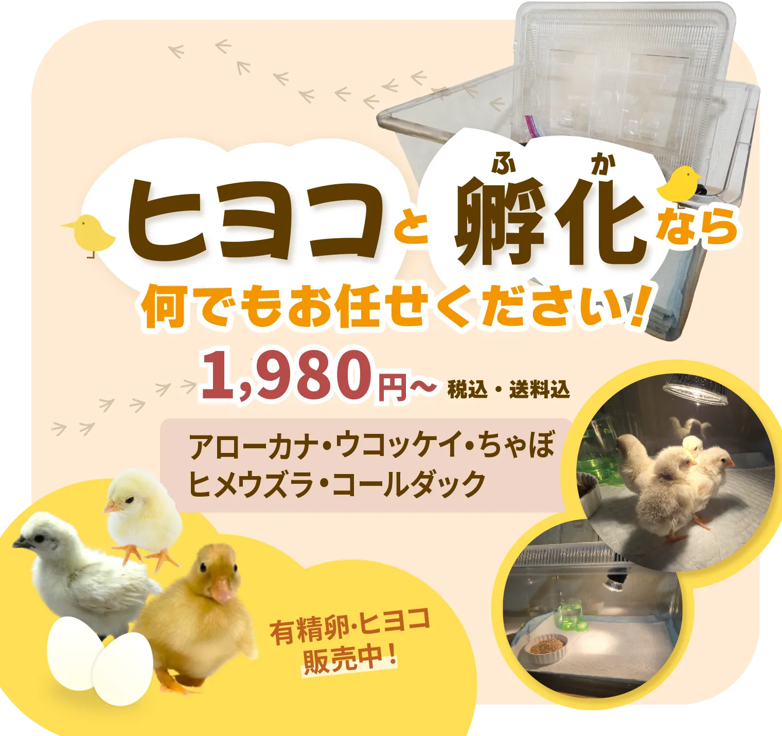 はじめてのヒヨコ飼育セット。うずら・ヒメウズラ・ニワトリ・コールダック、他もOK!有精卵・ヒヨコも販売中！