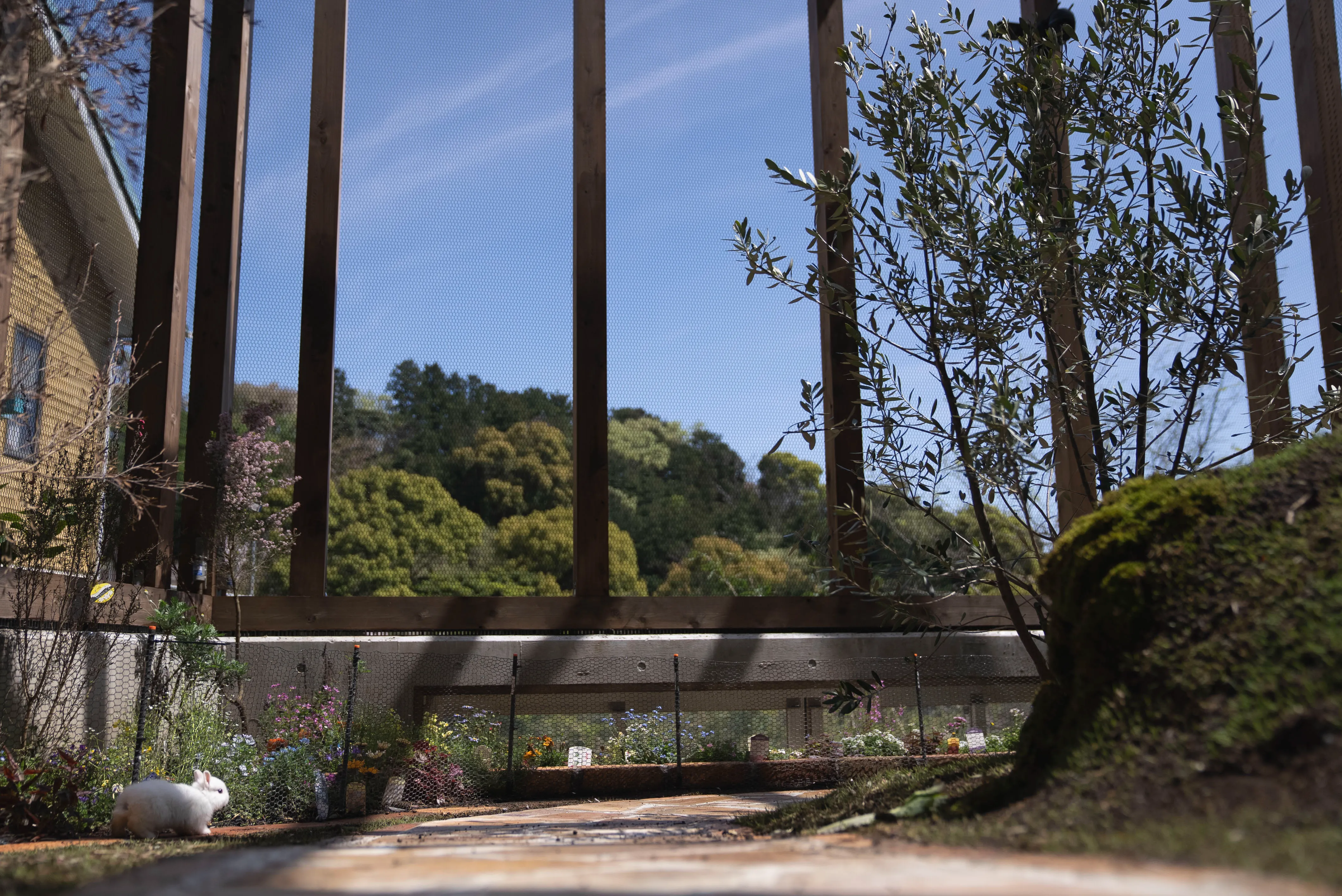 コールダックのひよこ