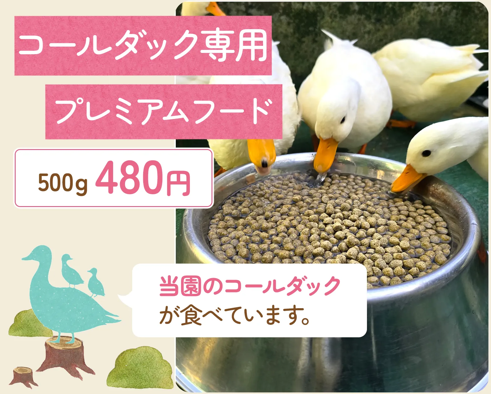 熱海市ウコッケイの販売