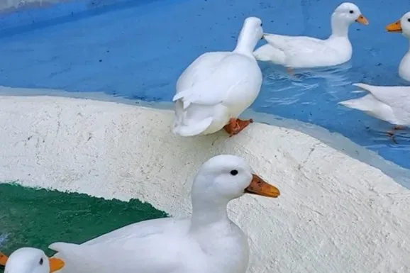 コールダックのひよこ