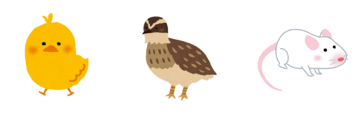 ヒヨコ・ウズラ・マウス