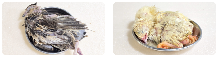 ヒヨコ・ウズラ