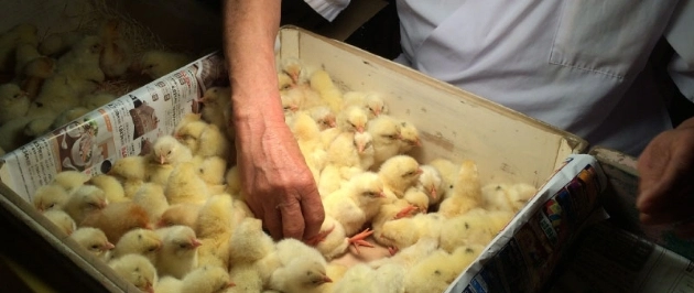 ひよこのこだわり1