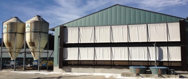 ひよこのこだわり2