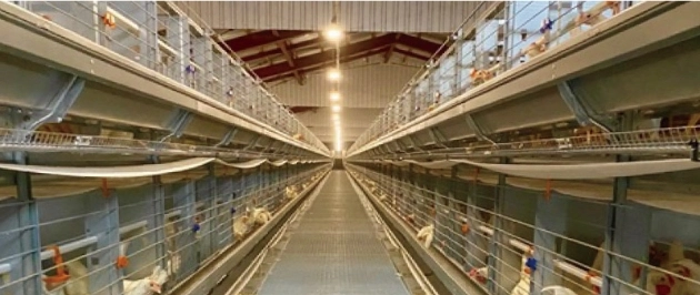 ひよこのこだわり3