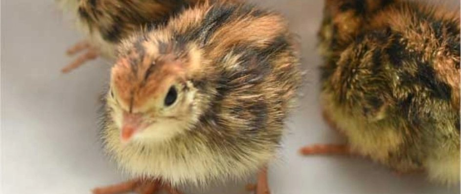 うずらのこだわり1