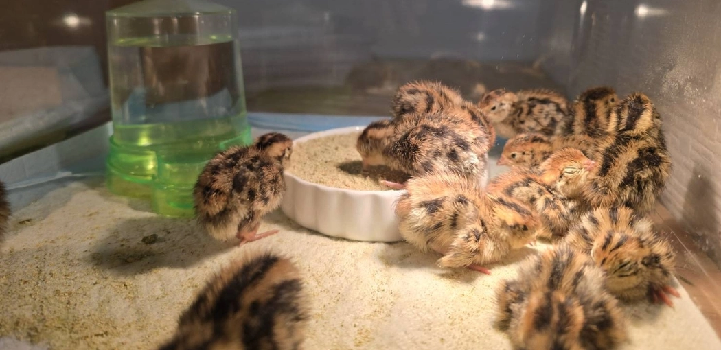 毎日のごはんからやさしく整える