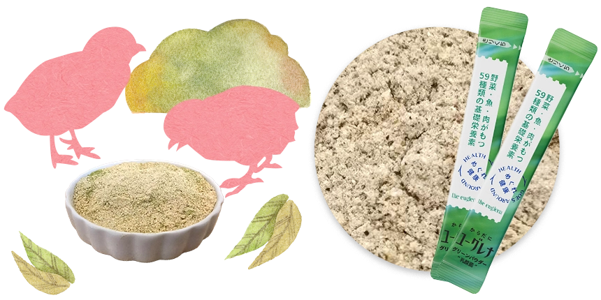 孵化後３日間にユーグレナを混ぜる事で、腸内環境が整います