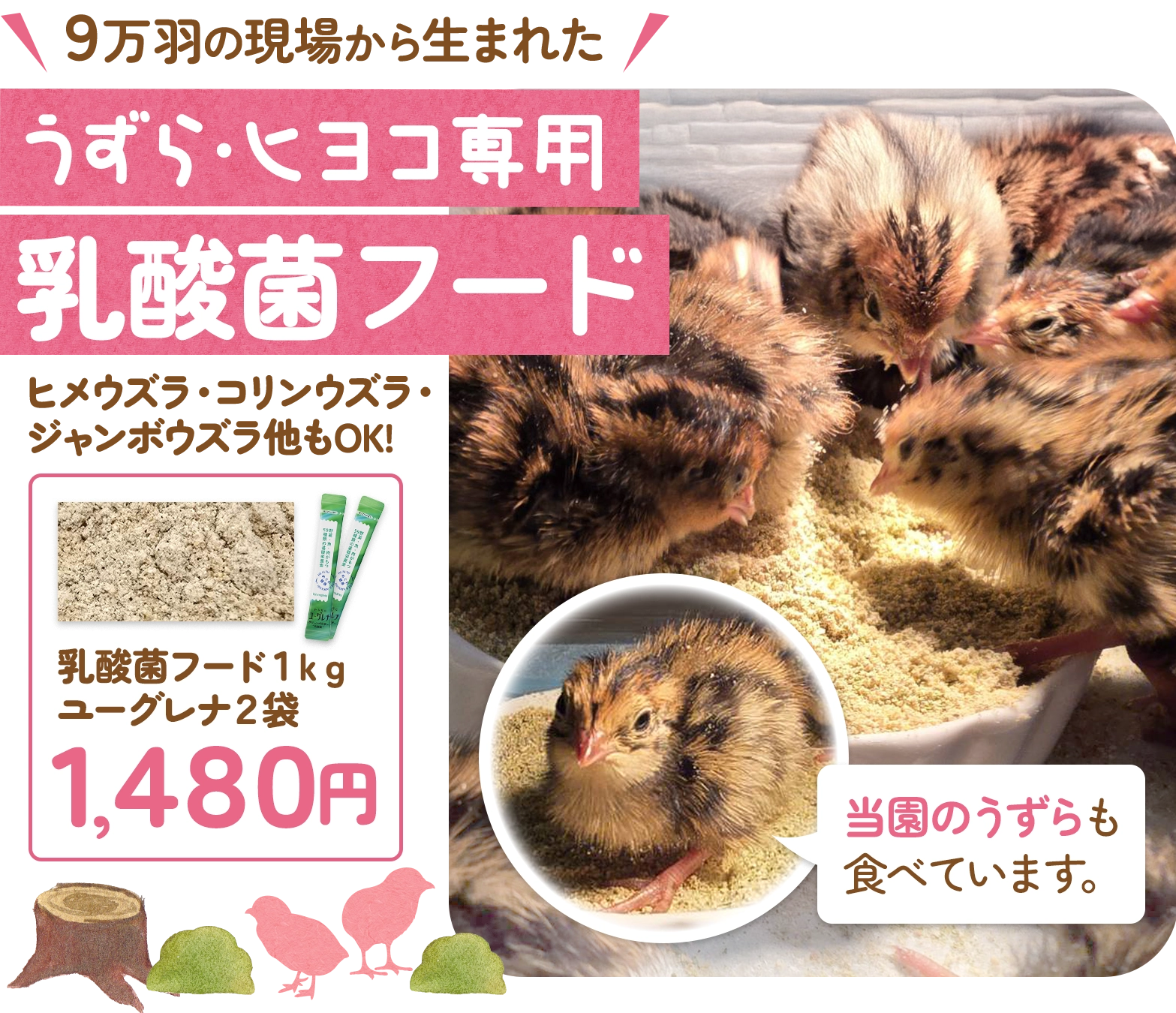 うずら・ヒヨコ専用 乳酸菌フード