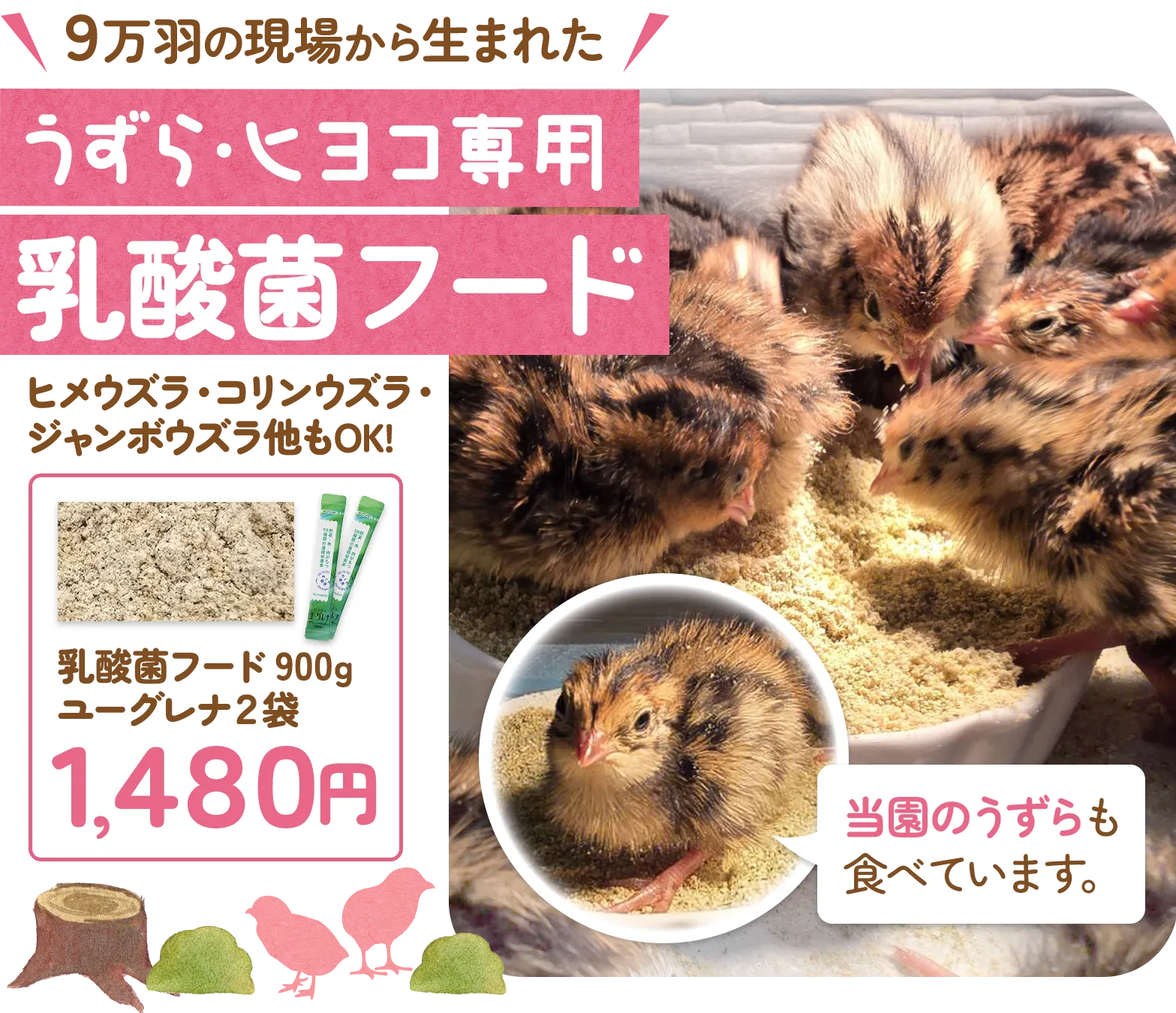 うずら・ヒヨコ専用 乳酸菌フード