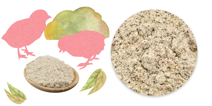 孵化後３日間にユーグレナを混ぜる事で、腸内環境が整います