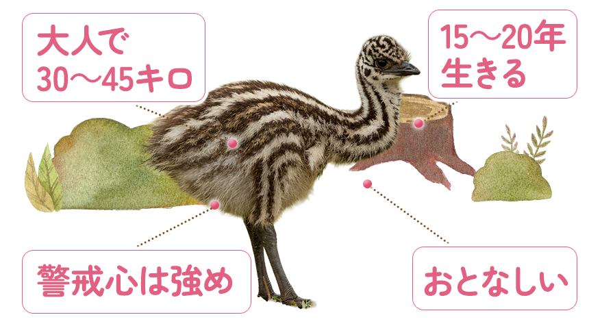 「小さい」「丸い」「耳が短い」「人懐っこい」ネザーランドワーフの写真