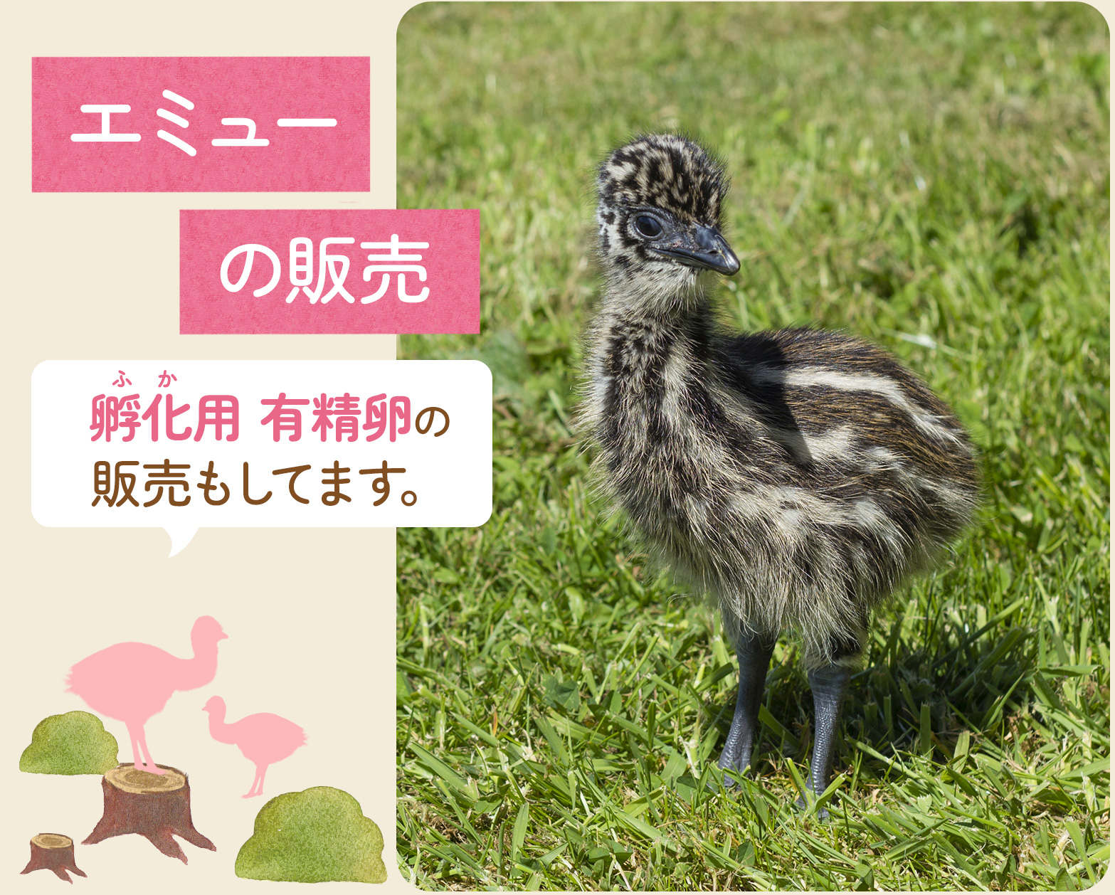 エミューの販売