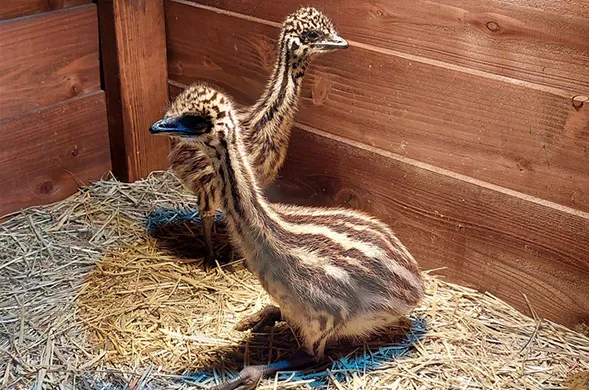 様々なカラーの卵