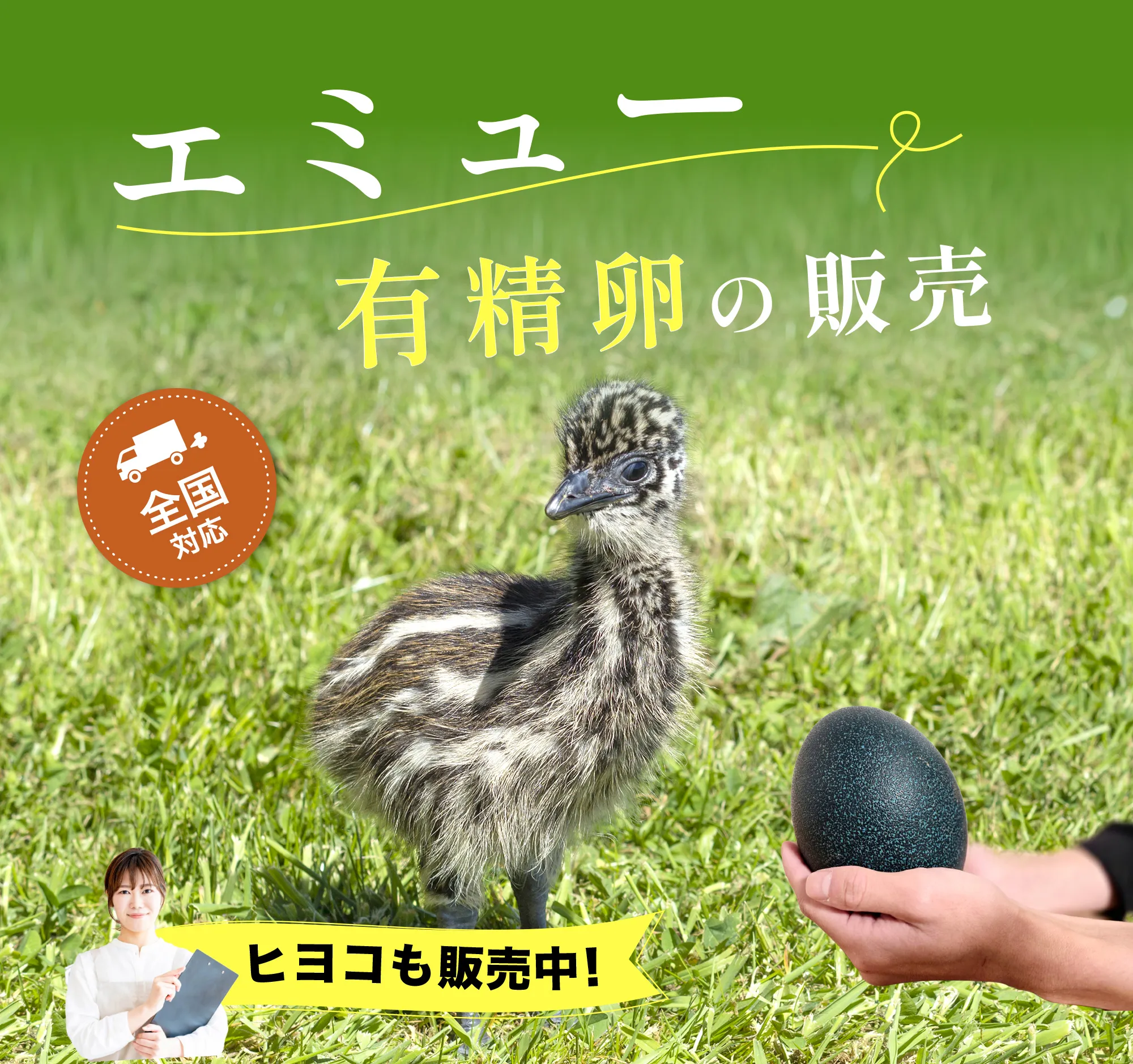 エミューの卵の殻　4個セット　A エミュー有精卵の販売（たまごから育てる）全国対応