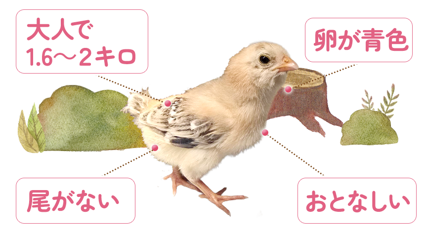 「小さい」「丸い」「耳が短い」「人懐っこい」ネザーランドワーフの写真