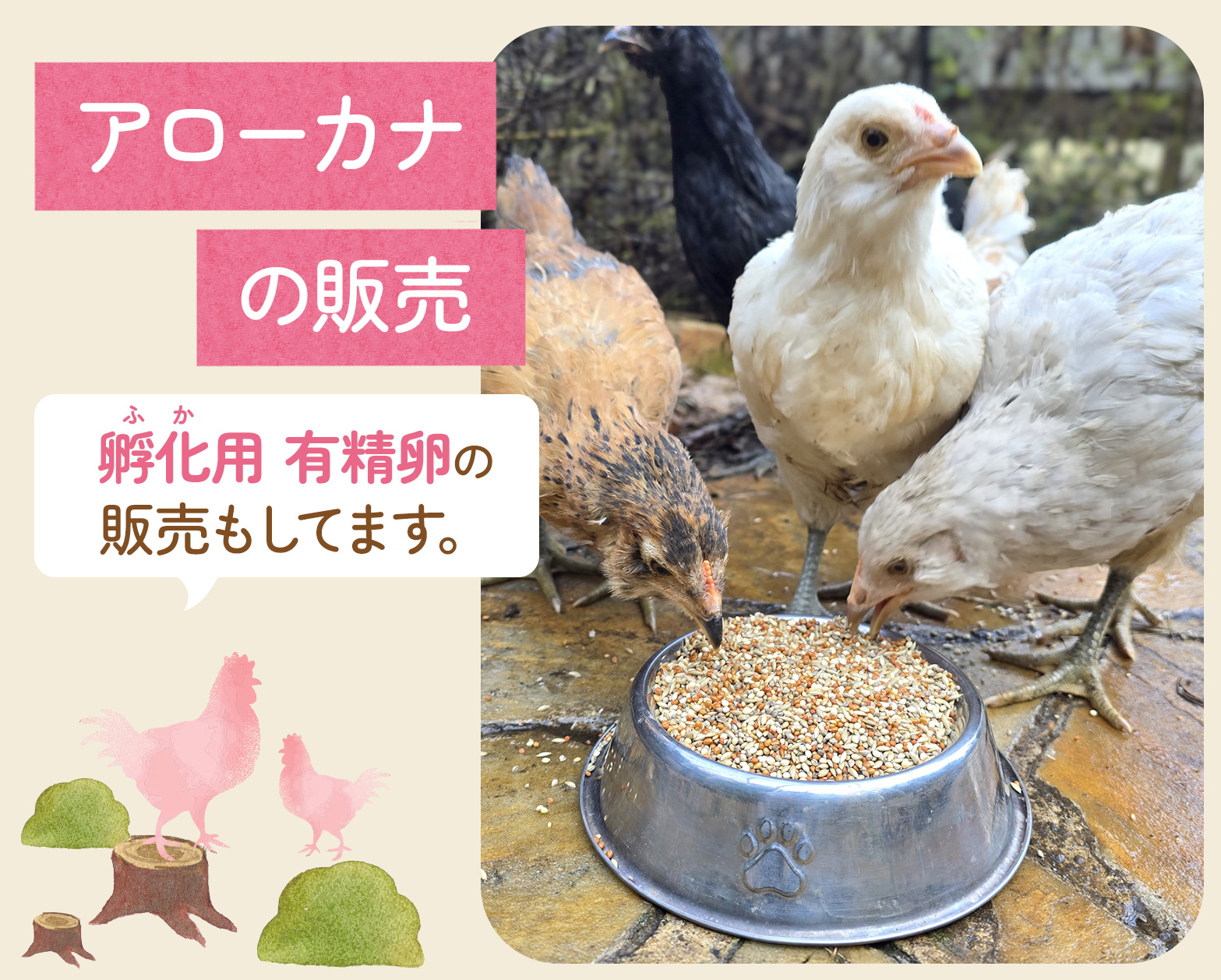 アローカナの販売