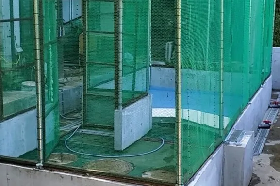 コールダックのひよこ