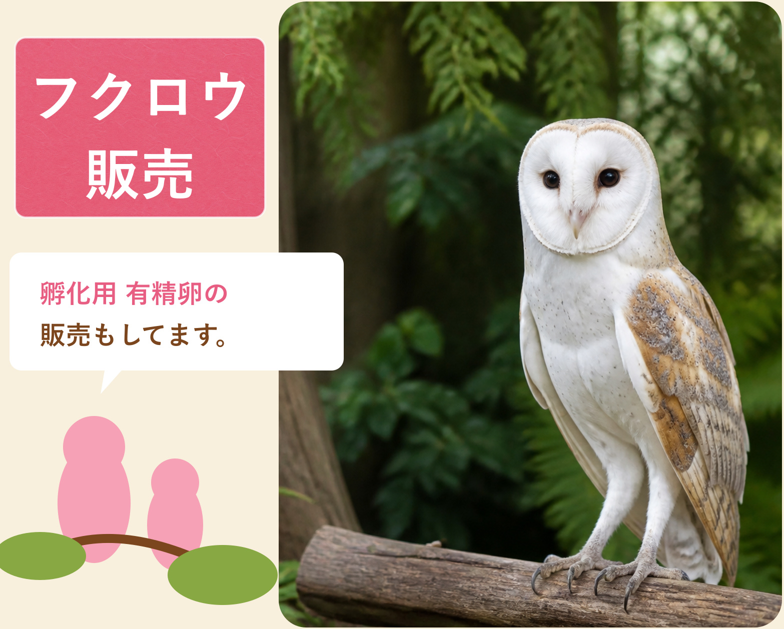 フクロウ販売