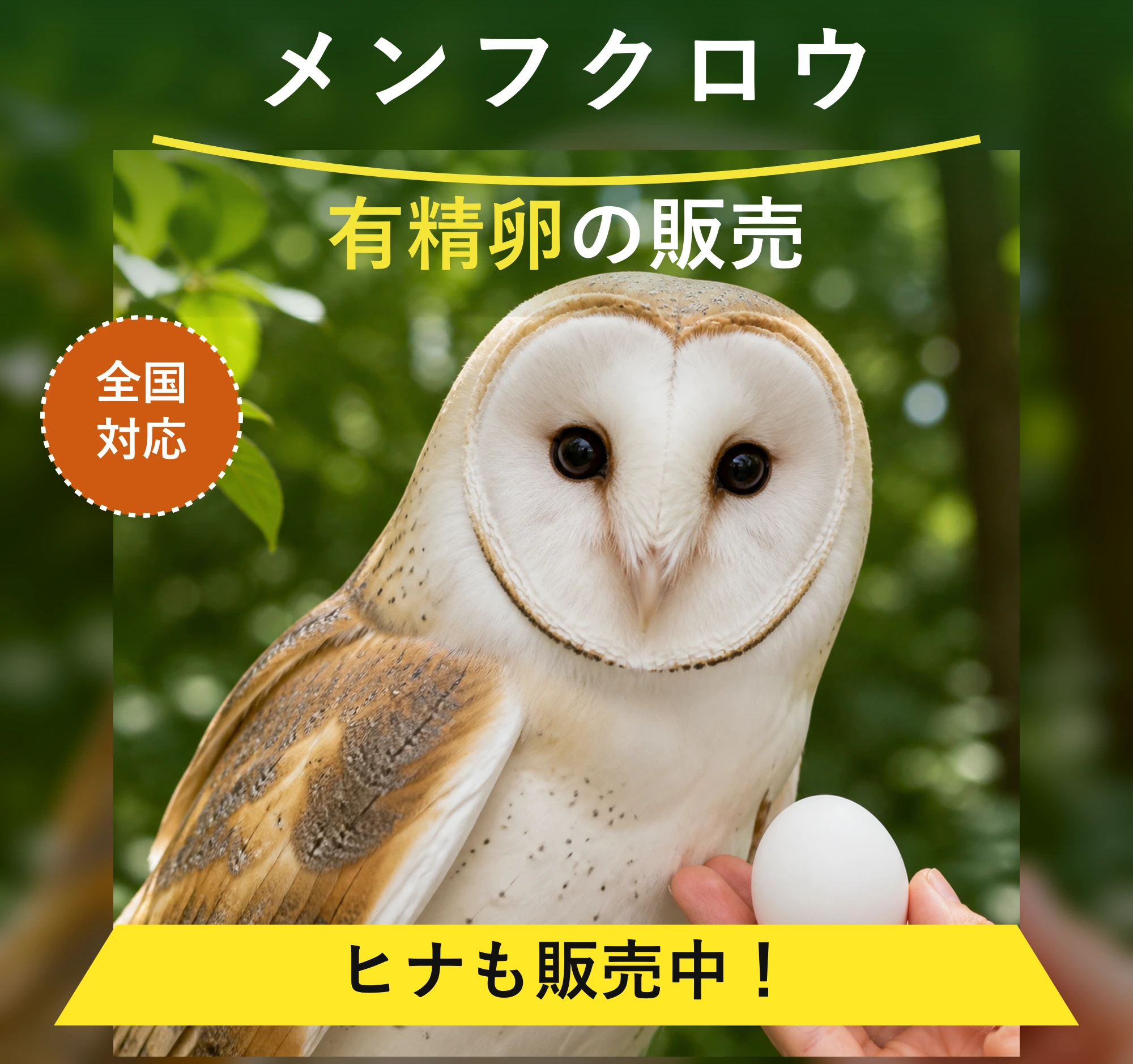 メンフクロウの有精卵販売