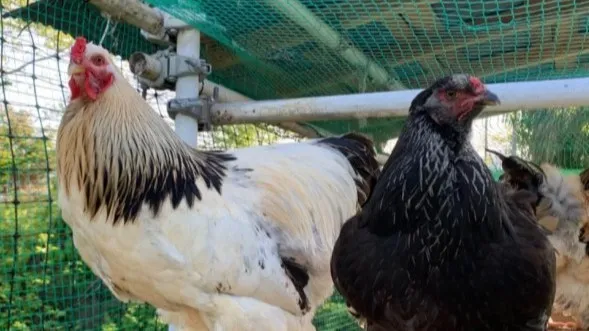 しっかり梱包してるので安心