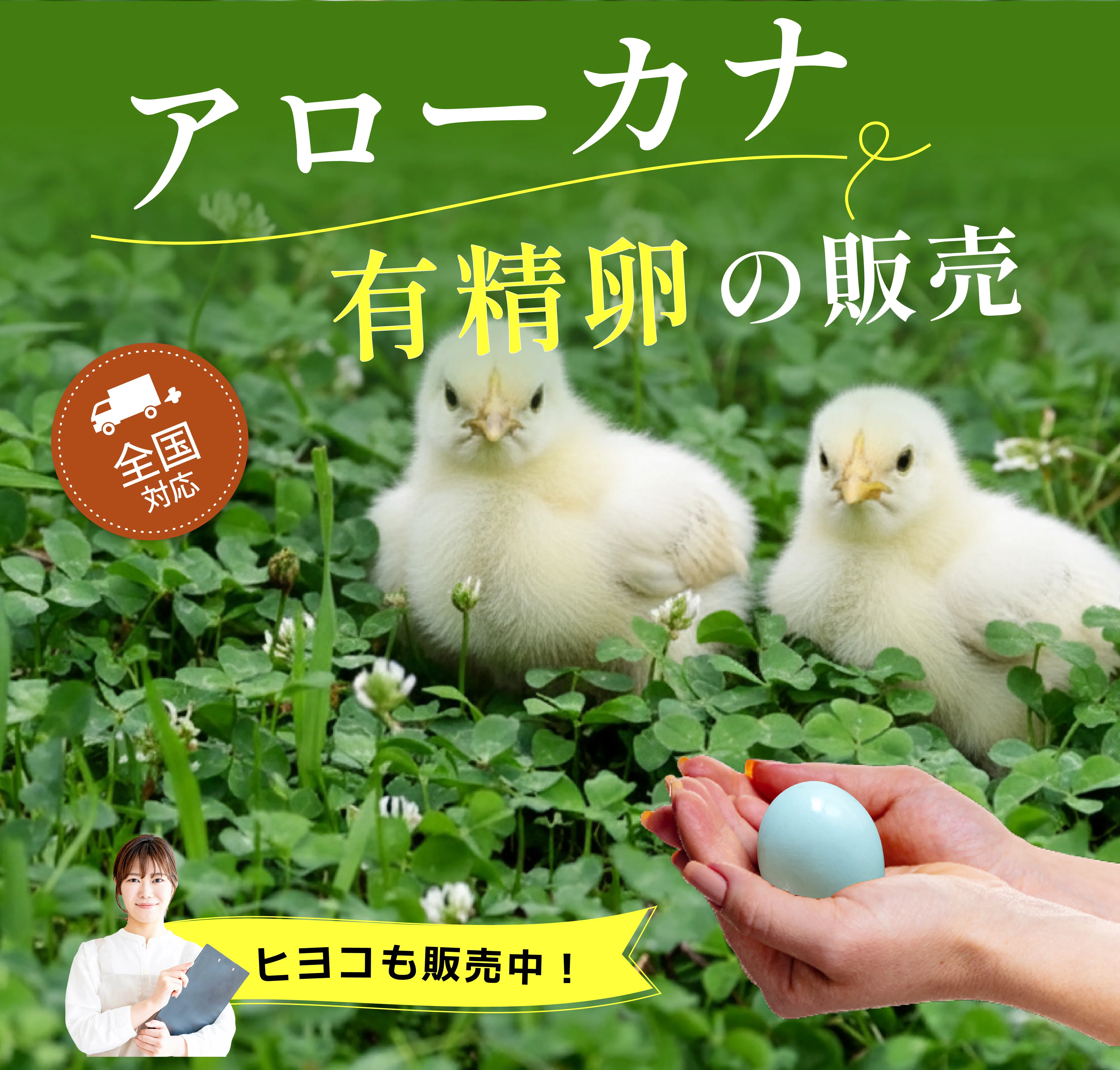 卵からアローカナを育てる！