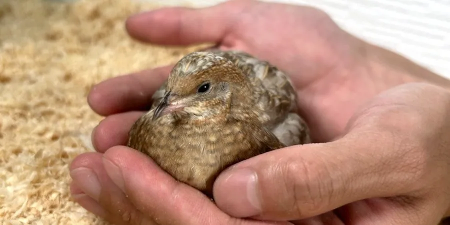 たまごふ化サービス